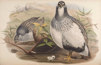 Tetraogallus altaicus - John Gould